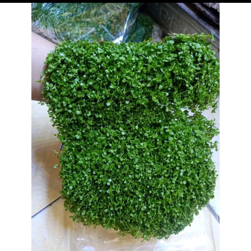 Monte carlo aquascape|tanaman karpet monte carlo aquascape