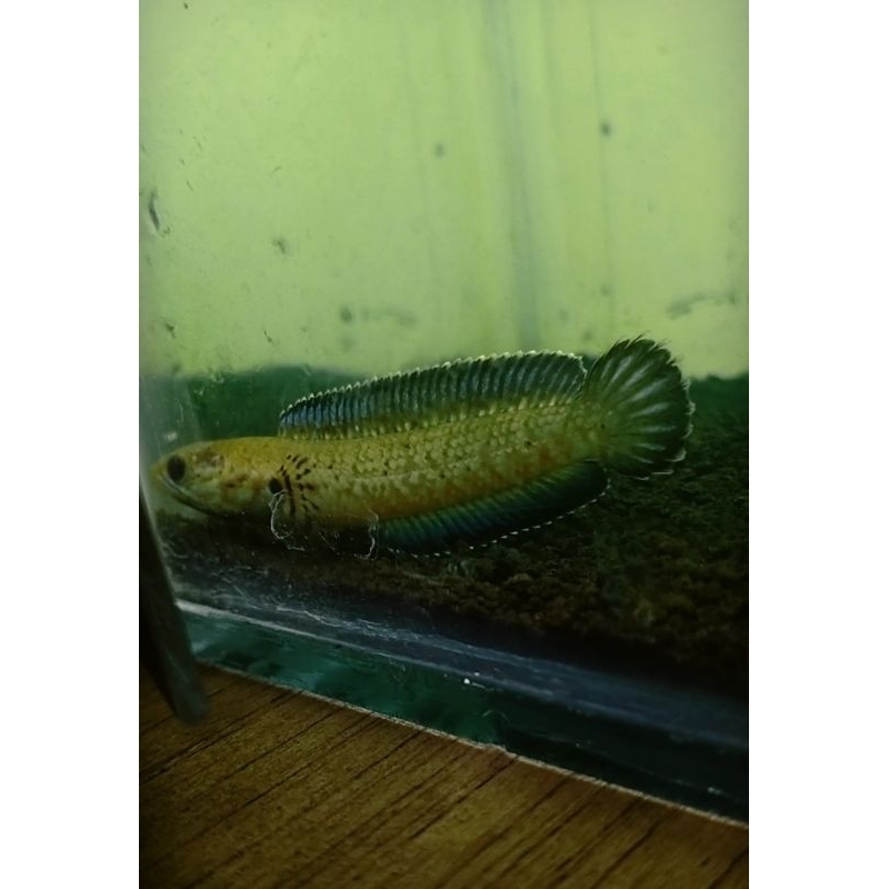 channa andrao uk 5-6 cm grade A++