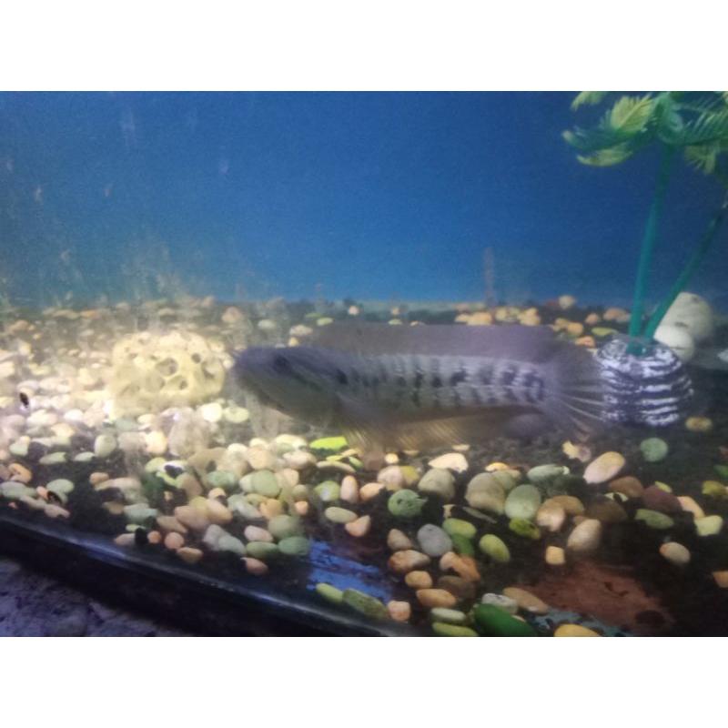 

ikan chana asiatica uk 15-18cm