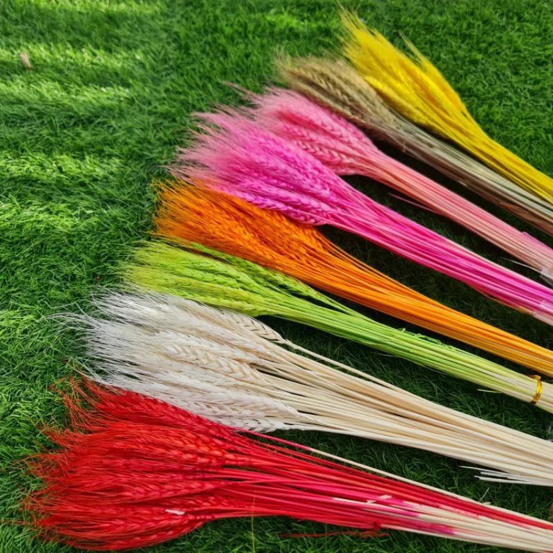 4 pcs Gandum Import Dried Flower Bunga Kering Hiasan Rustic