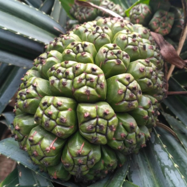 

buah pandan muda 1 tandan