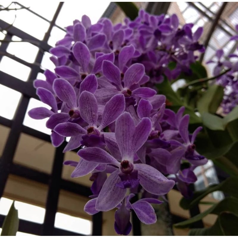 Rhy Gigantea Light Blue spot
