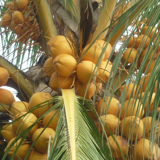 

kelapa gading muda 1 buah