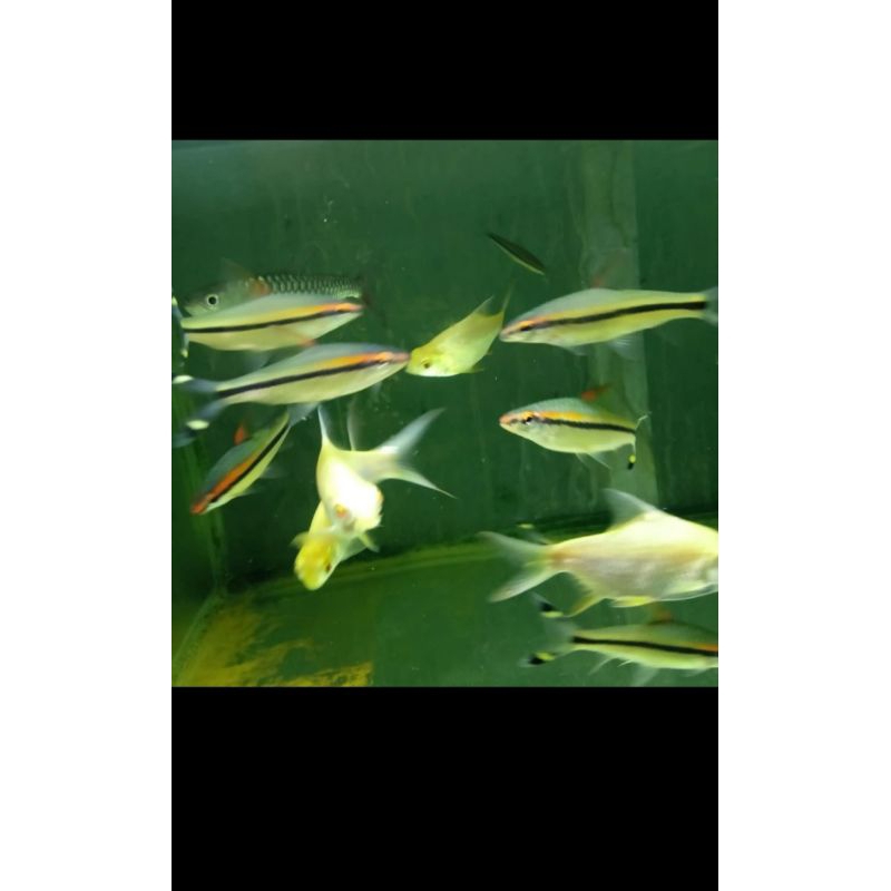

ikan puntius denisoni