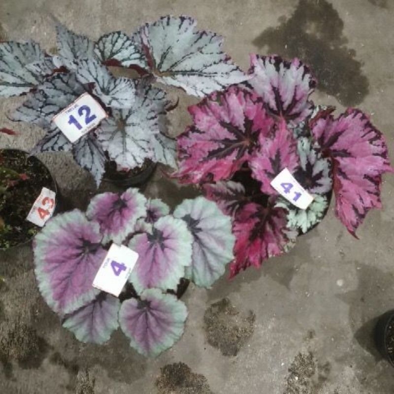 paket 3 begonia size 20