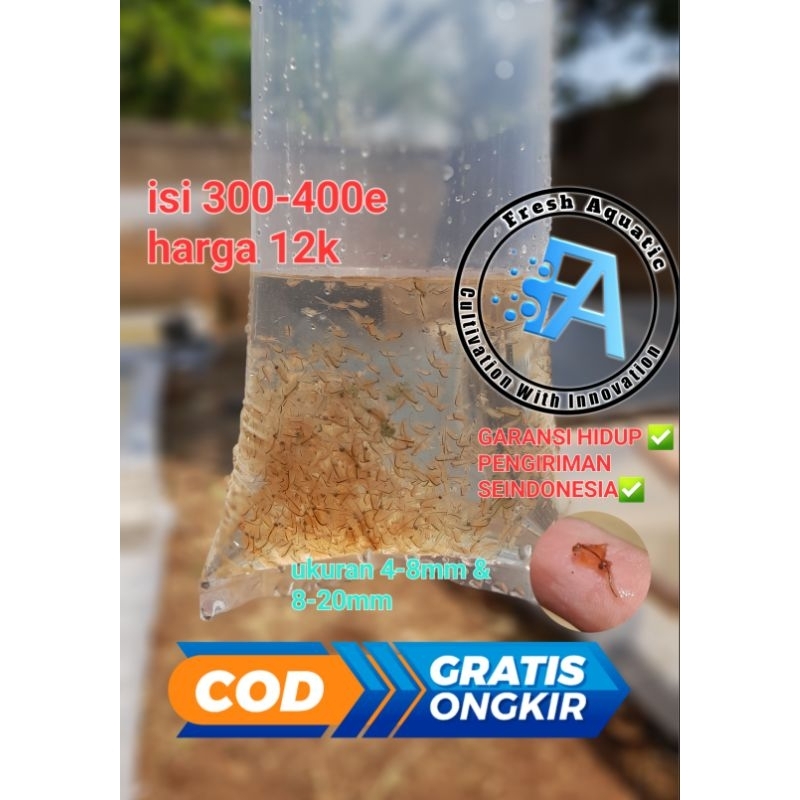 artemia hidup /dewasa /remaja /giant pakan ikan air tawar dan laut