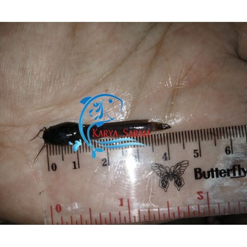 Bibit Ikan Lele ± 4 - 5 cm / Benih Ikan Lele ± 4 - 5 cm (Bukan Inchi)