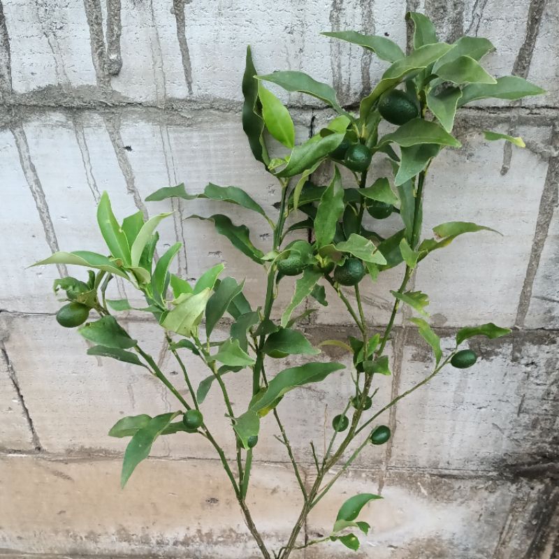 bibit jeruk BERBUAH Lebat(sempurna mild)