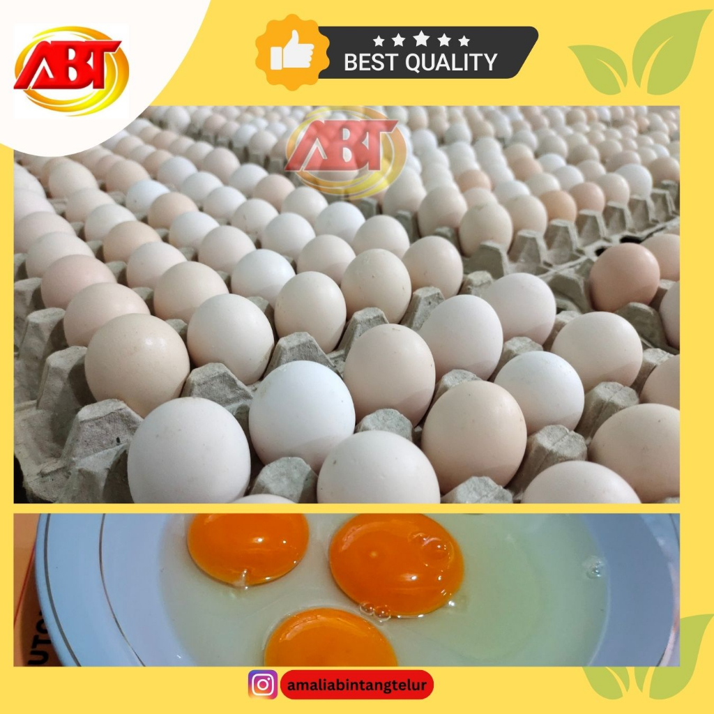 

ABT - 100 Butir Telur Ayam Kampung Omega isi oranye