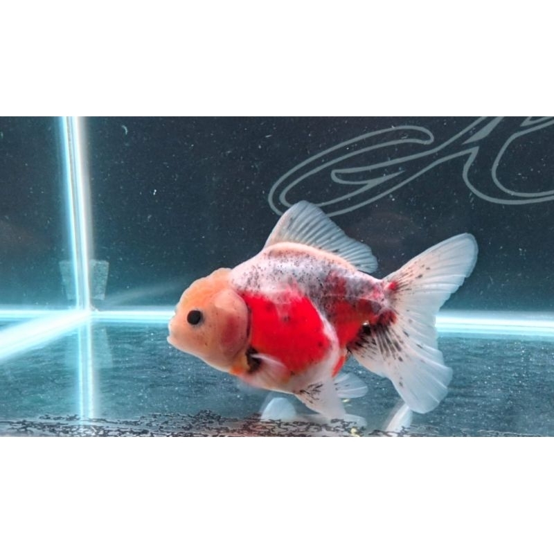 Ikan Mas Koki Oranda Calico 9cm