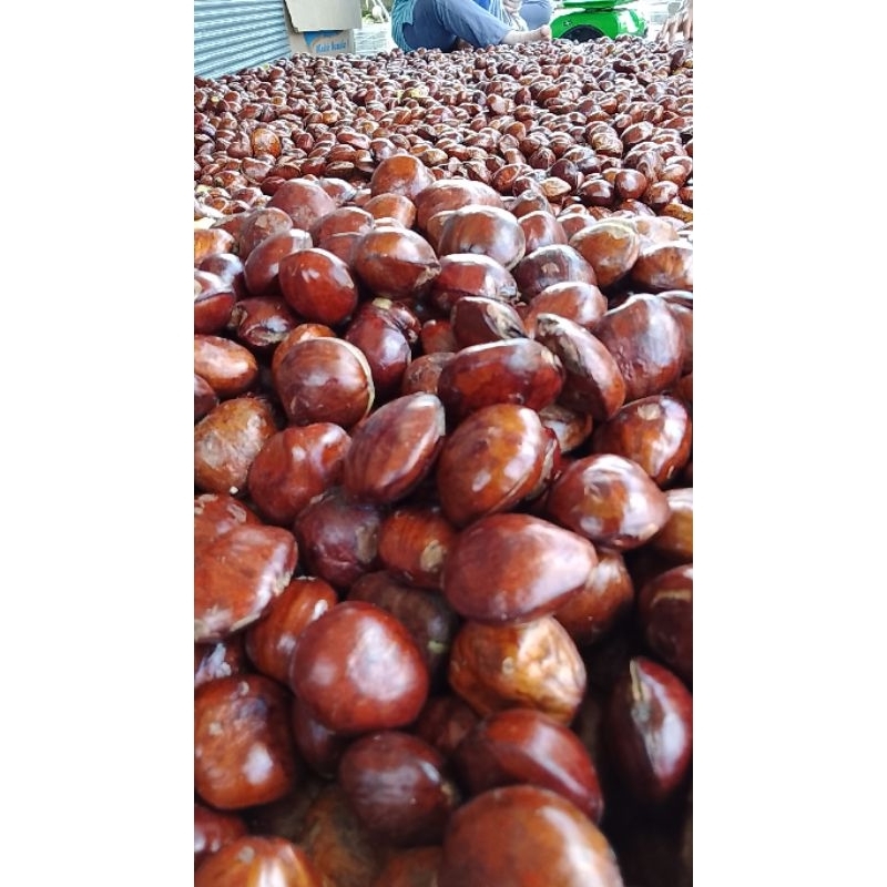 

JENGKOL SUPER TUA(TERLARIS) FULL SORTIR /500g-1kg