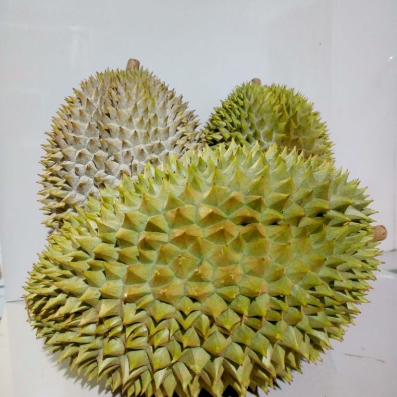 

Duren boyo manis legit semplasih asli pekalongan