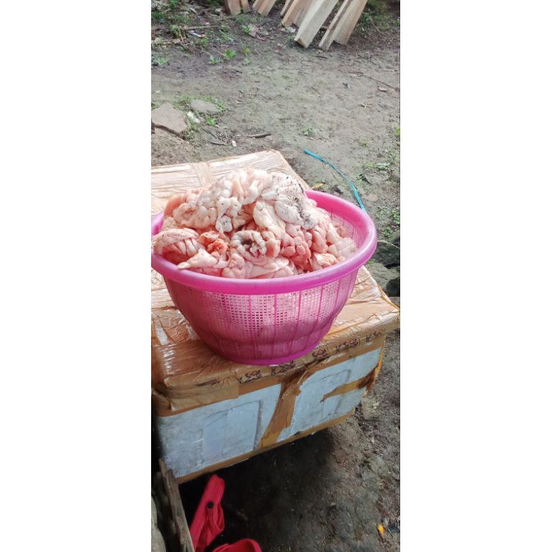 kjg MINYAK BIYAWAK PENYUBUR TANDUK DOMBA PROSES JEMUR