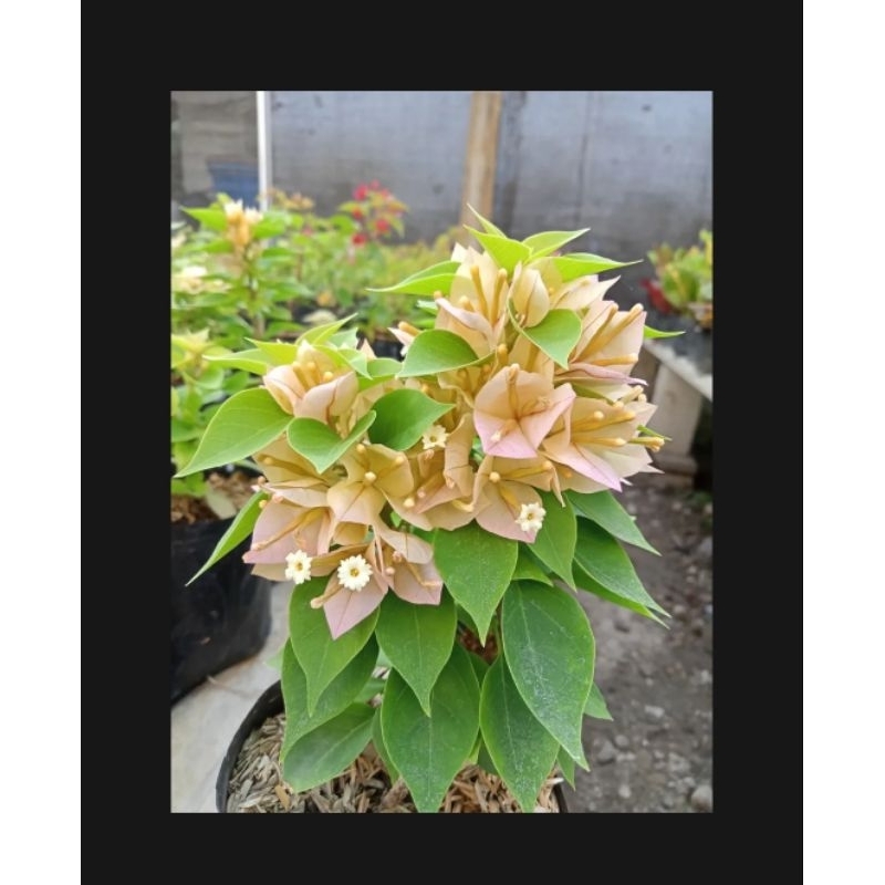 Tanaman Hias Bougenville singapore kuning