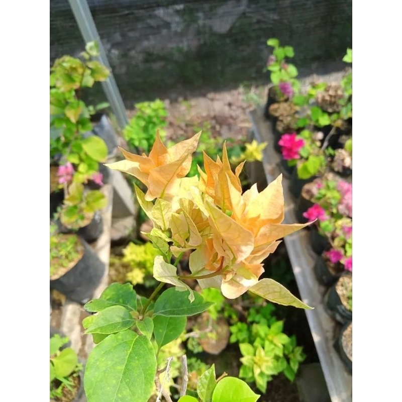 Tanaman Hias Bougenville Bunga Tumpuk Kuning / Bougenville Hawai Kuning