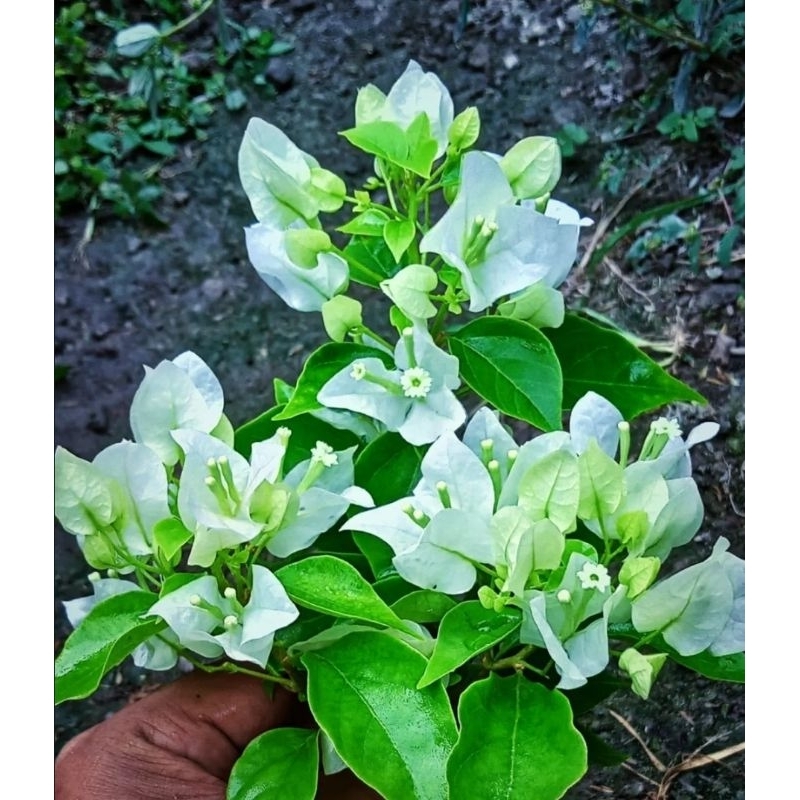 Tanaman Hias Bougenville Ekor Musang Putih