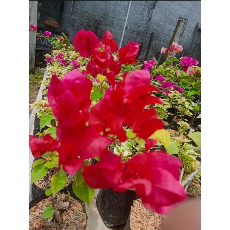 Tanaman Hias Bougenville Cabe Merah