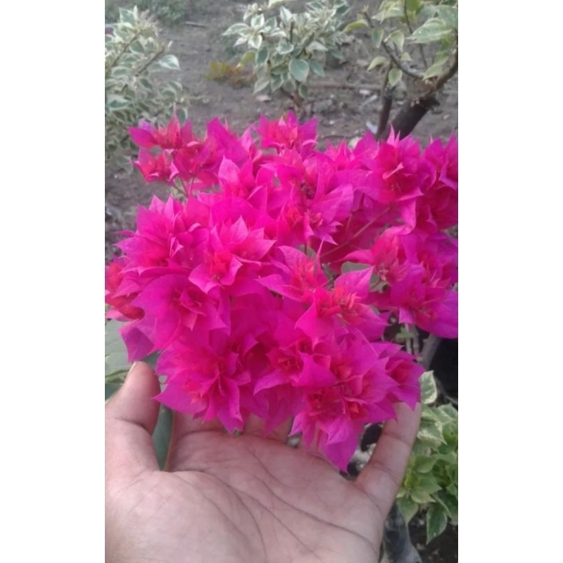Tanaman Hias Bougenville Bunga Tumpuk/Hawai Merah Fanta