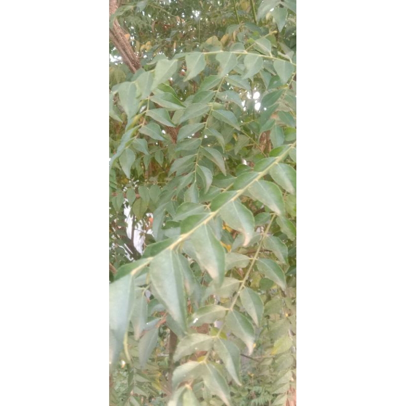 

daun temurui /salam Koja/ daun kari 10 tangkai