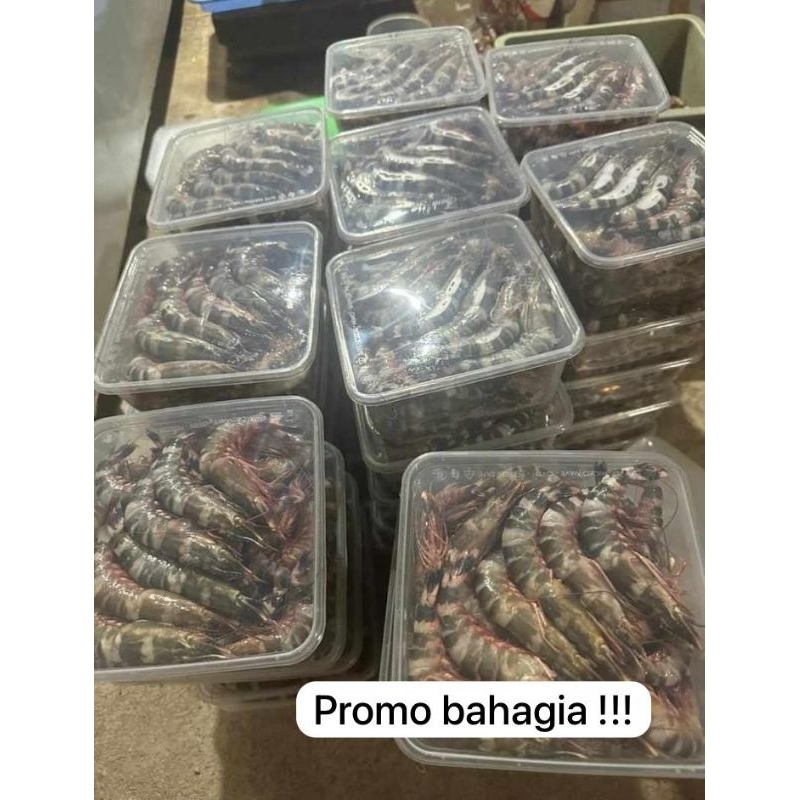 

Udang cat tiger frozen / udang windu laut / udang laut / udang laut cat tiger