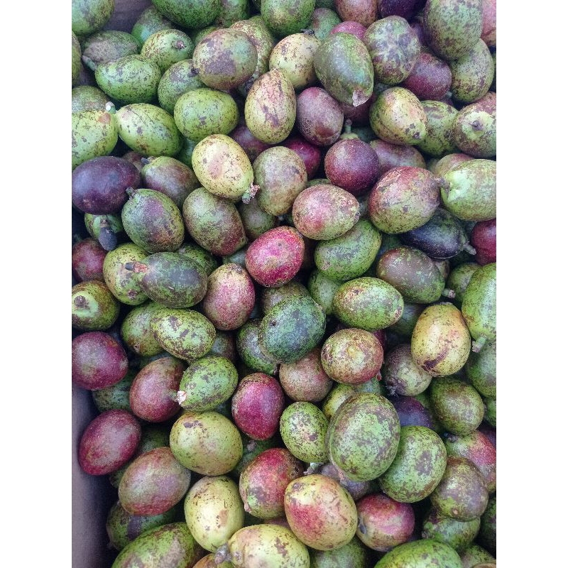 Buah Matoa 1kg