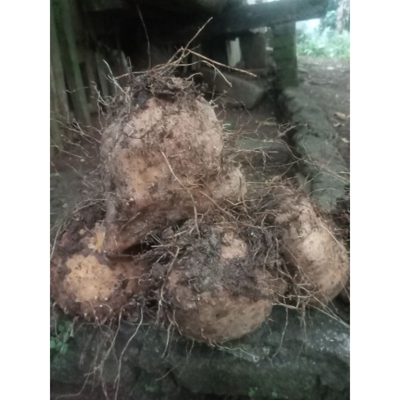 

gadung segar dadakan