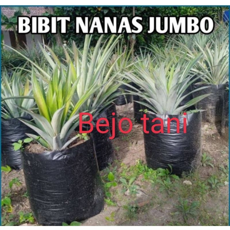 Bibit nanas jumbo