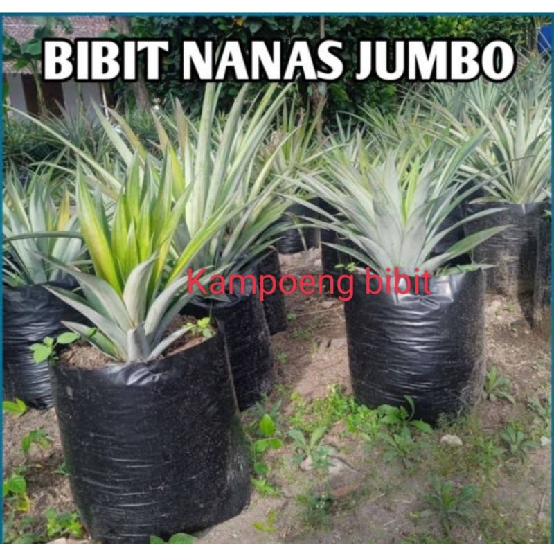Bibit nanas jumbo