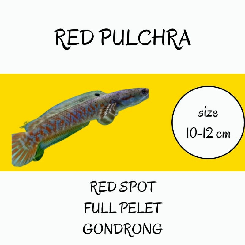 chana red pulcra 10-12cm grade a++ full pelet