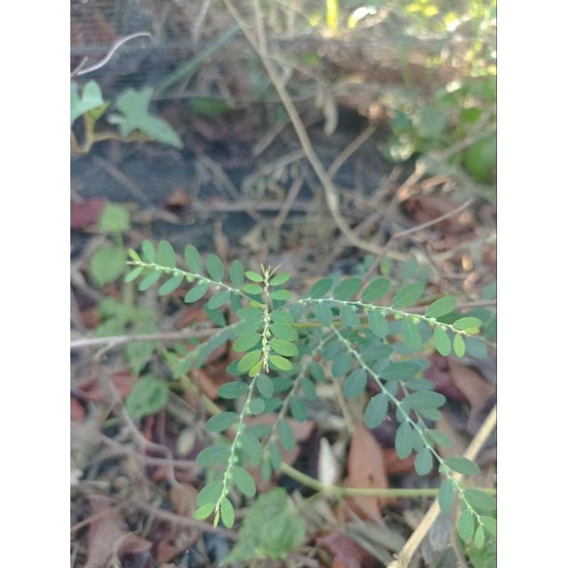 

DAUN MENIRAN (Phyllanthus Niruri) UNTUK DAYA TAHAN TUBUH OBAT ALAMI