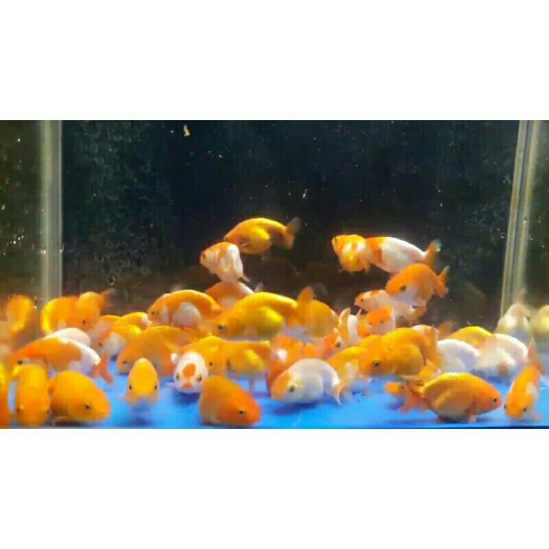 

ikan maskoki ranchu rw...