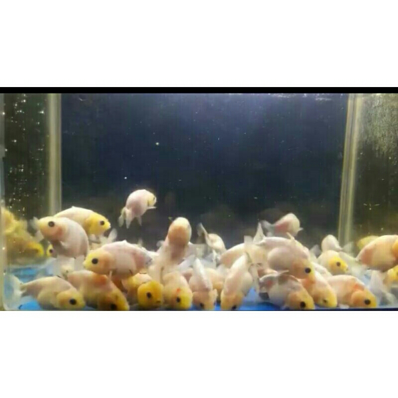 

ikan maskoki ranchu green n white
