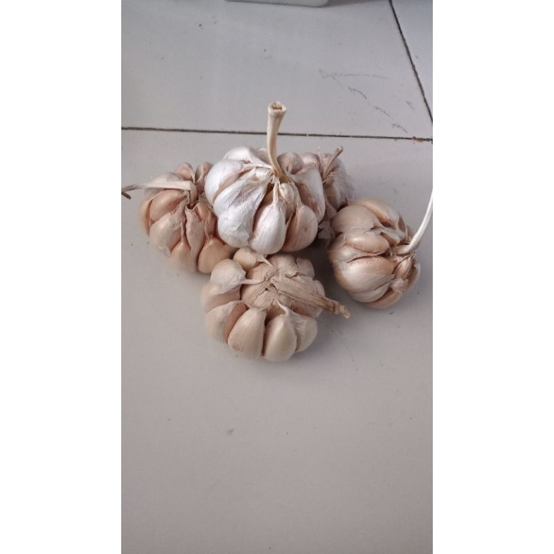 

BAWANG PUTIH KATING DAN SINCO