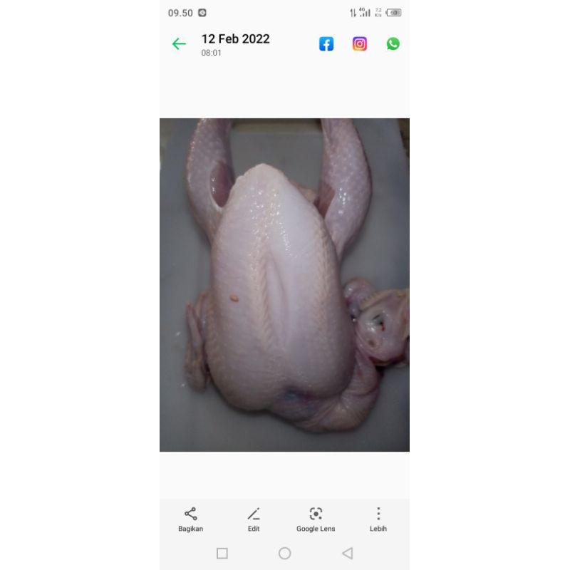 

ayam negeri 1.3-1.4 kg hidupnya