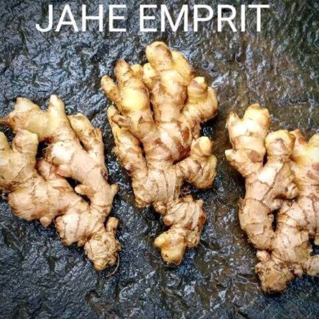 

HERBAL JAKARTA JAHE EMPRIT SEGAR FRESH 100 GR