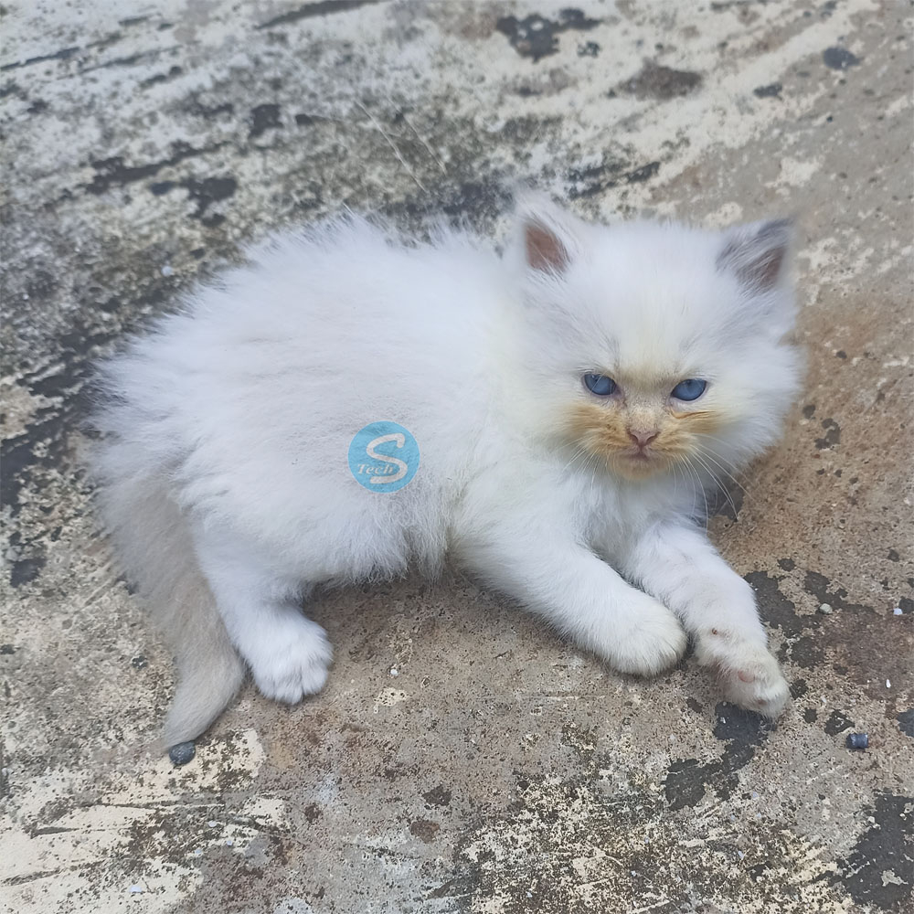Kucing Persian Himalayan Blue Eyes Jantan Warna Putih