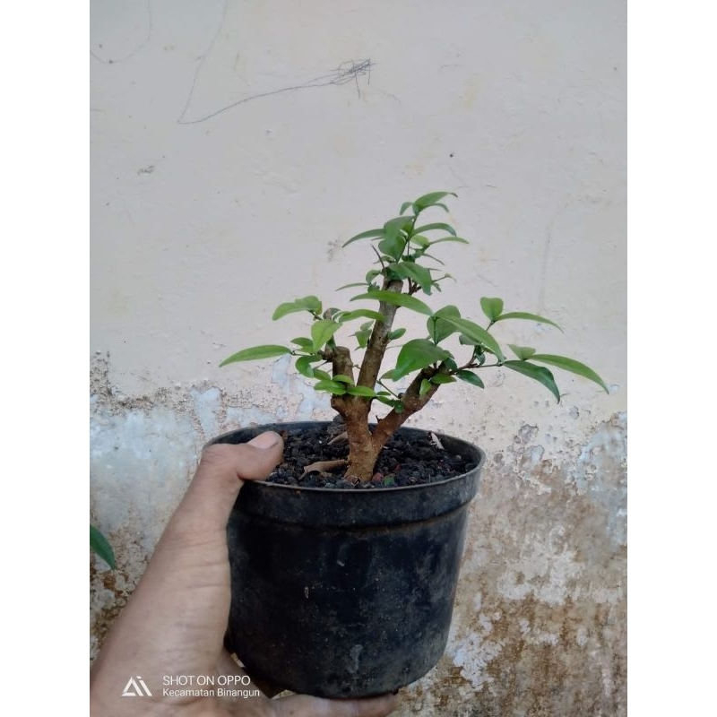 Bahan bonsai anting putri shito berkarakter (recomended)