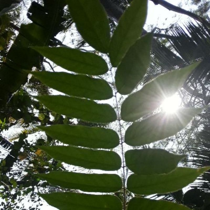 

daun belimbung wuluh 100 gram