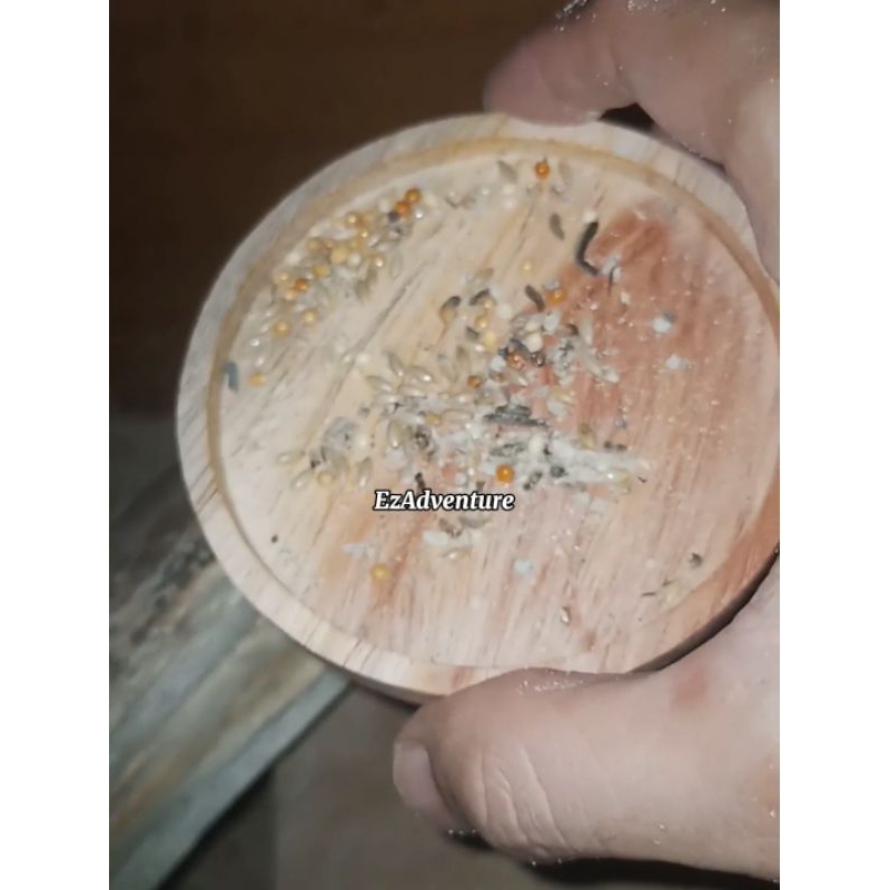 Tempat Wadah Makanan Kelomang Darat Di Crabitat