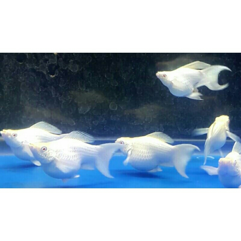 

ikan moly balon platinum mata merah