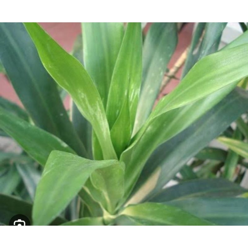 

suji pewarna makanan alami organik