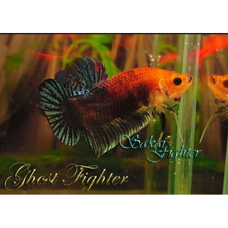 IKAN CUPANG ADUAN SAKAI FIGHTER "GHOST FIGHTER" ORI IMPORT THAILAND