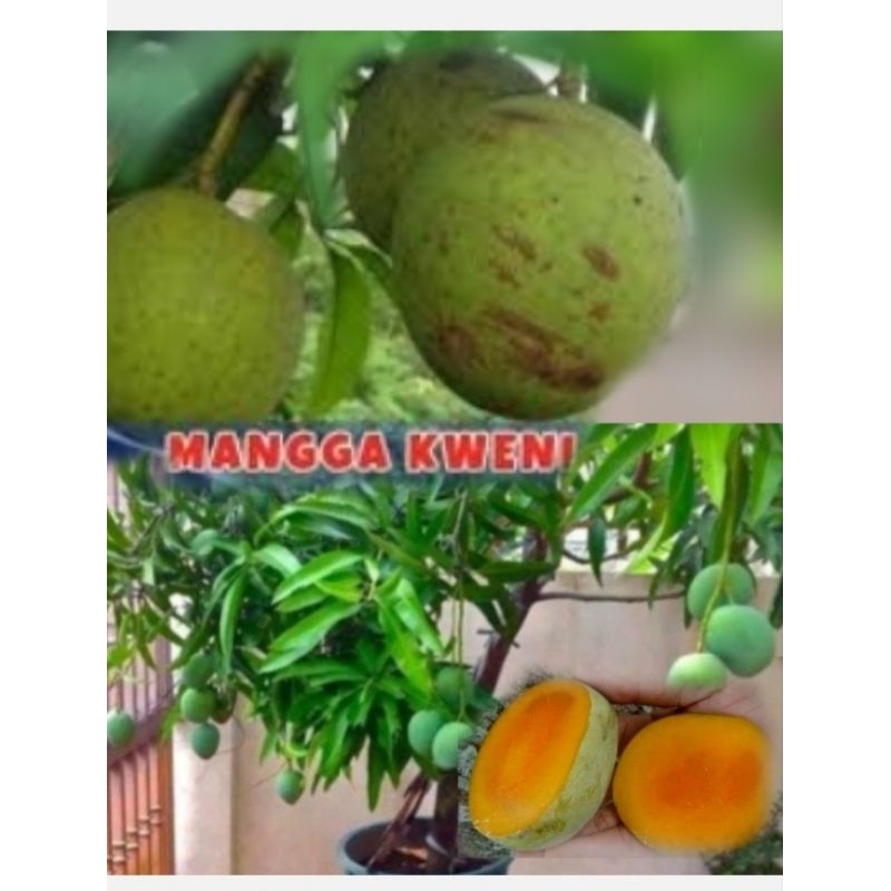 BIBIT MANGGA KWENI SUPER Bisa cod