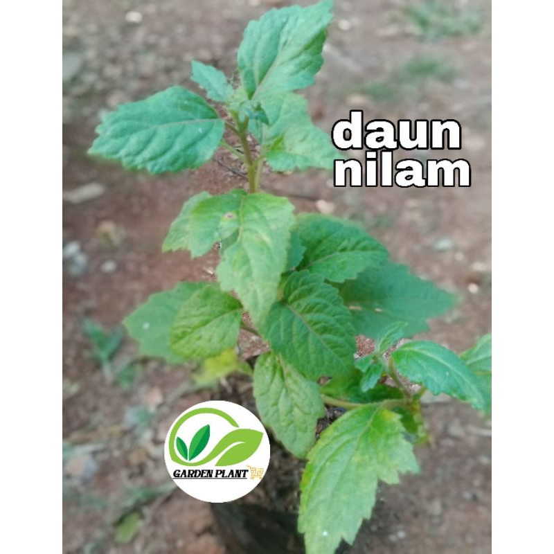 tanaman herbal daun nilam - delem