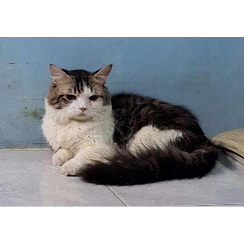 boneka kucing munchkin