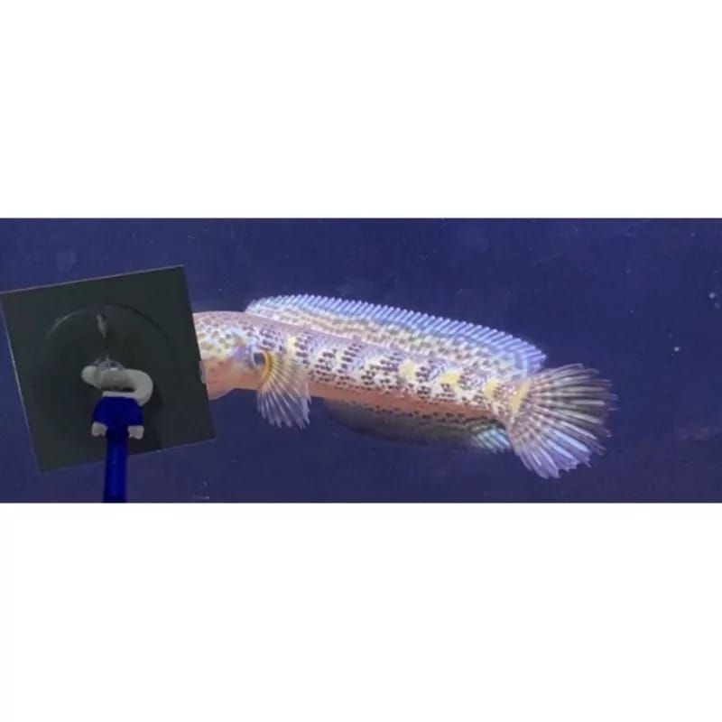 Auranti Channa Auranti Top grade A sintesis super