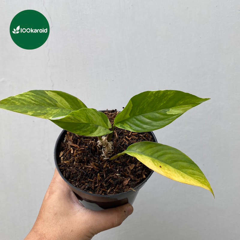 Tanaman Hias Rhaphidophora Foraminifera Variegata / Varigata