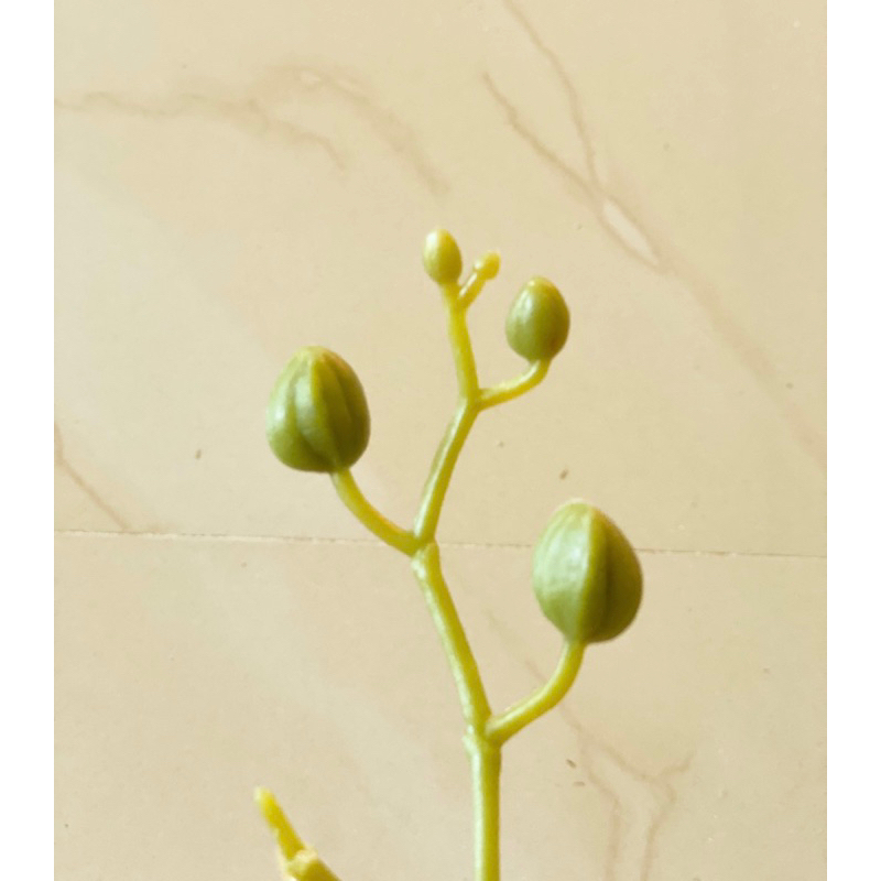 TANGKAI ANGGREK - PUTIK BUNGA ANGGREK - PENTOL ANGGREK - BIJI ANGGREK ARTIFICIAL