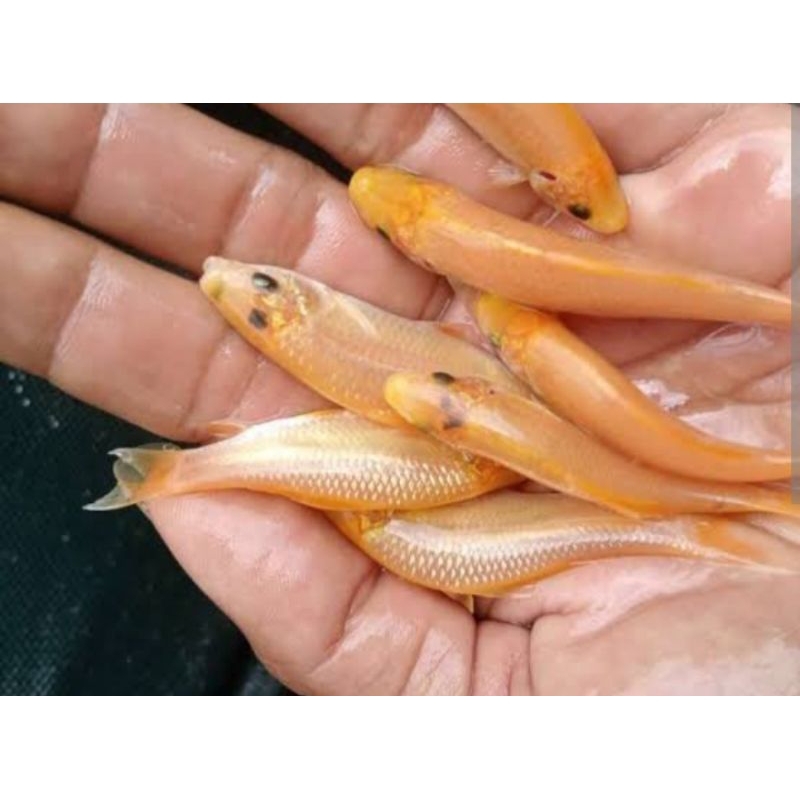 ikan terapi kuning/ Lemon