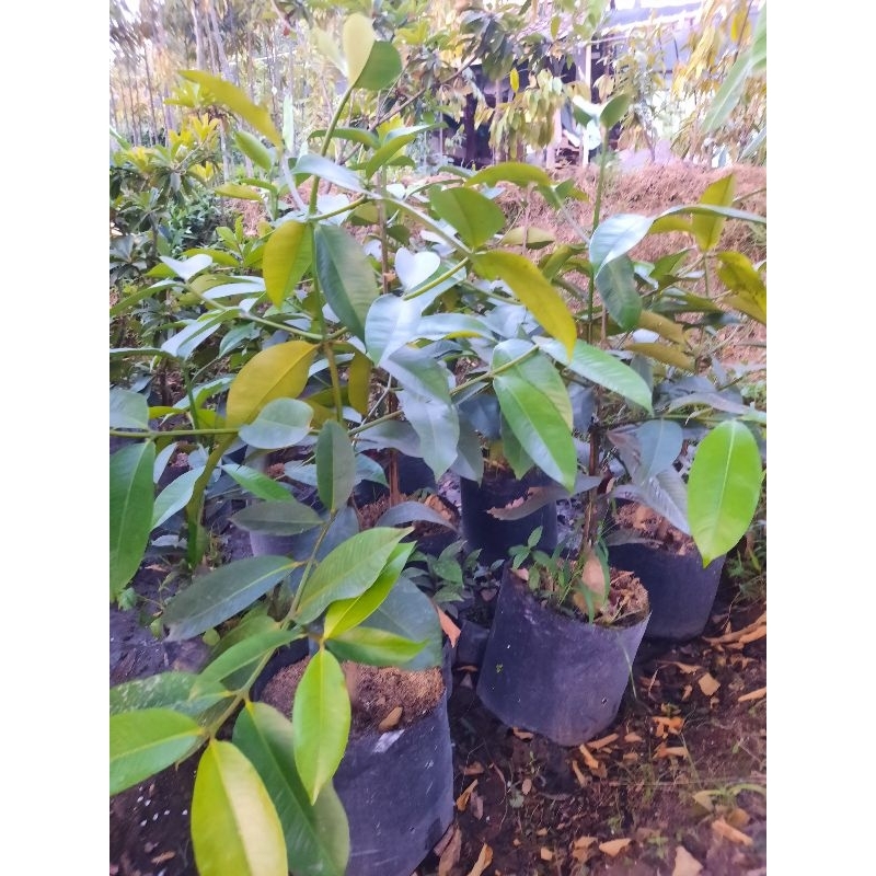 bibit manggis OKULASI